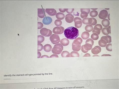 Solved Identify The Highlighted Cell Type I Ihmit To See Chegg