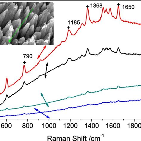 Sers Spectra Of 10 −6 M Mg Adsorbed On Au Nanoneedle Al 450 Nm