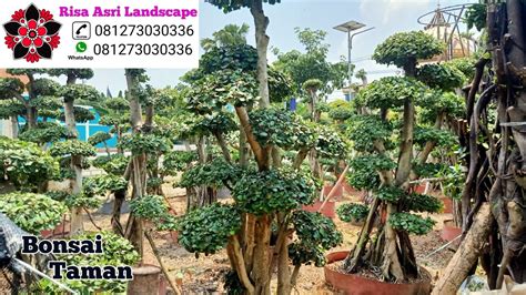 Jual Harga Bonsai Taman Super Dolar Fosil Randu Varigata Pohon Pule