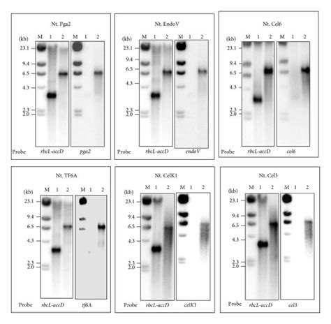 Southern Blot Hybridization To Show Site Specific Integration Of