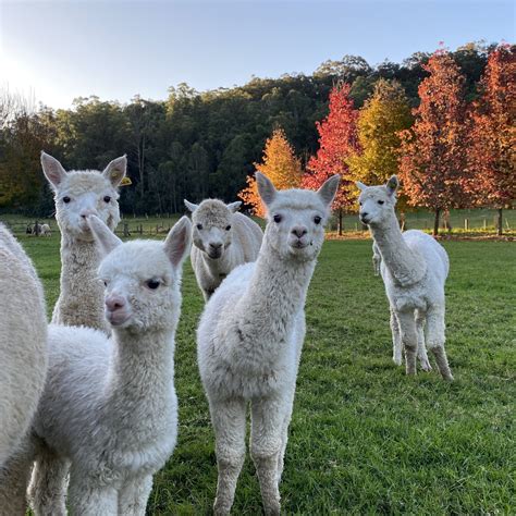 Hunter Valley Alpaca Workshops For New Alpaca Owners — Little Valley