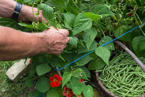 Quand Semer Les Haricots Verts Avec La Lune En 2022 Housekeeping