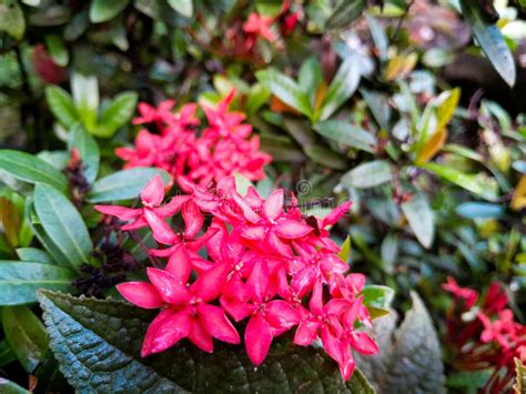 Red Flower Ixora Coccinea Forest Fire Red Forest Fire Beautiful