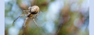 What Happens To Spiders When The Cold Weather Comes