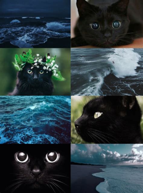 Mypieceofculture Animal Aesthetics Black Cat Ocean Requested