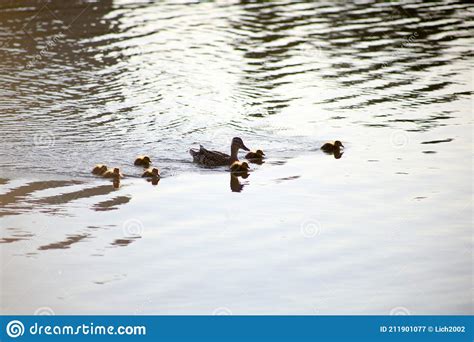 Duck With Ducklings Swim In Light Waves Stock Image Image Of