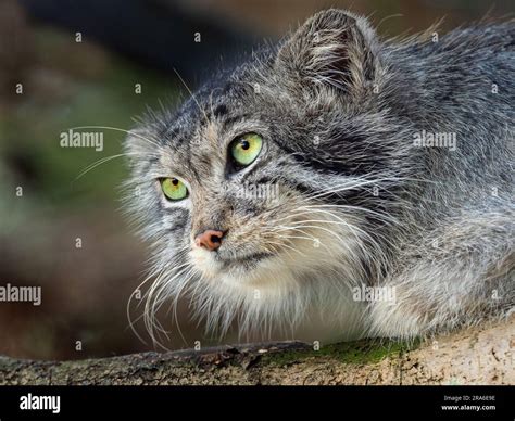 Pallas S Cat Otocolobus Manul Portrait Stock Photo Alamy