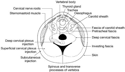 Thyroid Anatomy Cross Section