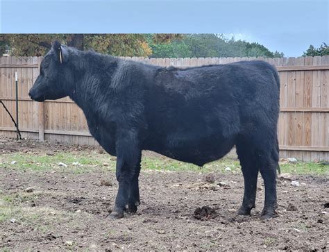 Angus Semen For Sale Sb10 2409 Sire Buyer