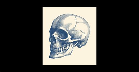 Human Skull - Vintage Anatomy Poster - Skull - Sticker | TeePublic