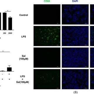 Sal Suppresses The Activation Of Microglia A Cells Were Treated With