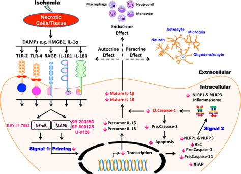 The Nf B And Mapk Signaling Pathways Regulate The Production And