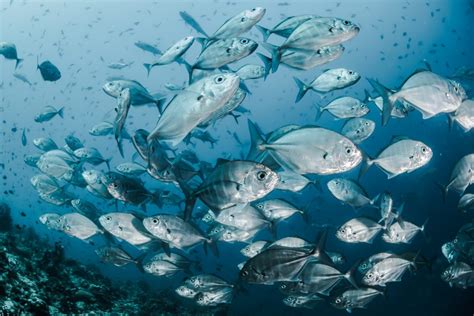 How we can achieve a good fishery environment - Ocean Treasure