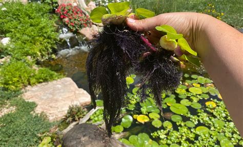 Water Hyacinth - a workhorse in a Colorado pond • Colorado Pond Pros