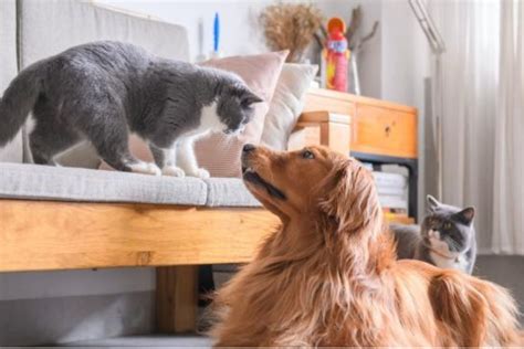 Verdades Sobre Cães e Gatos que Você Precisa Conhecer BLOG PET FAMILY