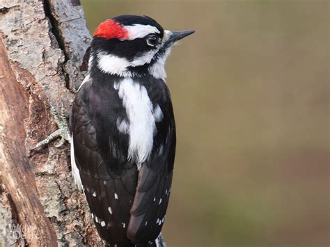 Downy Woodpecker Wild Delightwild Delight