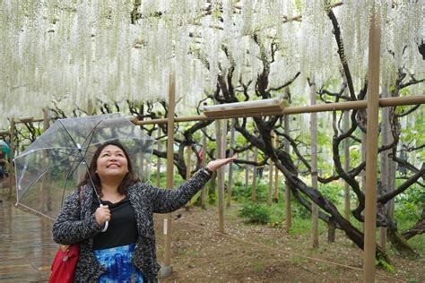 Japan Great Wisteria Festival Ashikaga Flower Park Deetour A