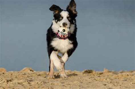 Canine Iq Test Reveals Intelligence Of Border Collies Nature World News