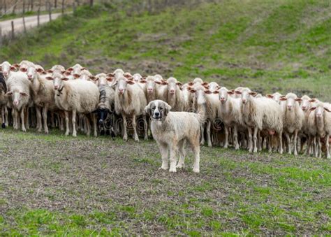 Shepherd Dog Guarding The Sheep Flock Stock Image Image Of Rural