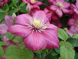 Clemátis Clematis x hybrida Jardim Cleam