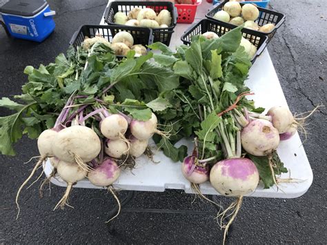 Turnip Greens – Ashley Family Produce