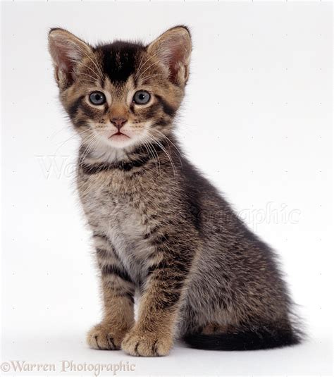 Agouti Cat