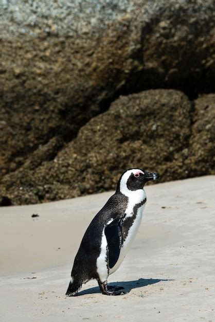 Premium Photo | African penguins at boulders beach