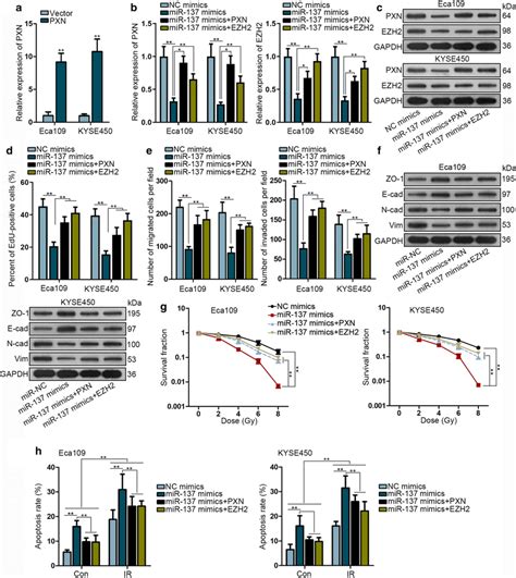 Mir 137 Inhibits Escc Cell Proliferation Migration And Radioresistance