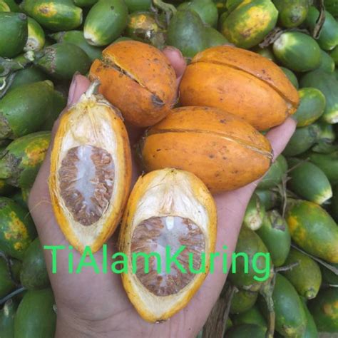 Jual Buah Pinang Tua Segar Fresh Gr Shopee Indonesia