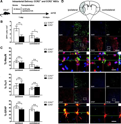 The Ccr2ccl2 Interaction Mediates The Transendothelial Recruitment Of