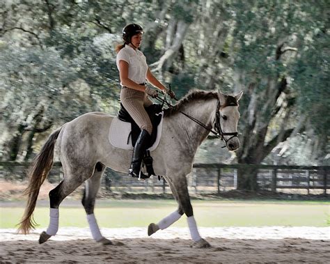 Bleecker Mountain Life: Dutch Warmblood Dressage Training