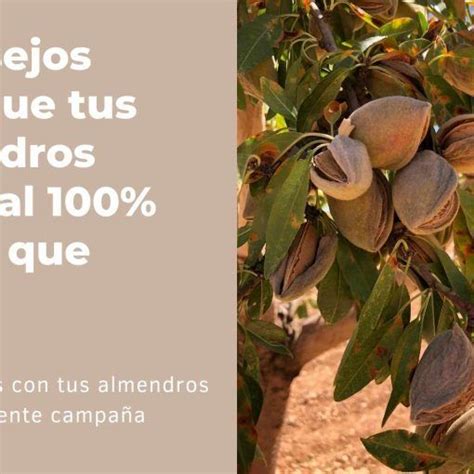 El Almendro Lo Que Debes Saber Sobre Su Manejo Y El Calendario De