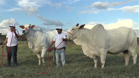 Confira Os Leil Es Em Destaque Na Expozebu Comprerural