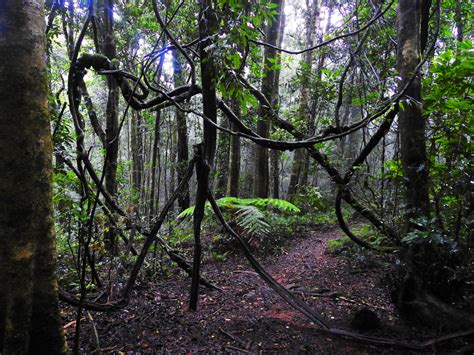 Rainforest vines 1 - O'Reilly's - Queensland by wildplaces on DeviantArt