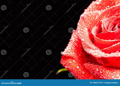 Beautiful Red Rose With Raindrops Isolated Over Black Background Stock