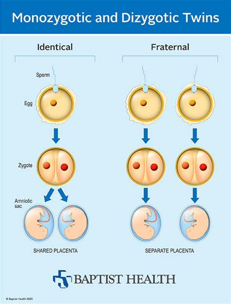 Do Twins Run In Families Baptist Health Jacksonville Fl