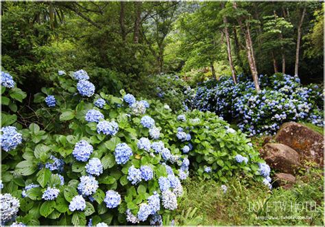 【苗栗旅遊】高山青農場繡球花 南庄秘境繡球花，令人驚豔的幸福大道大爆發 Love生活旅遊札記 全台旅遊住宿資訊