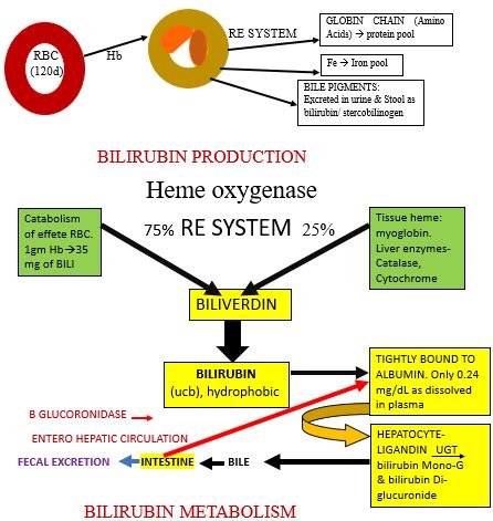 Bilirubin Metabolism Pathophysiology Of Neonatal Jaundice Ijmpo