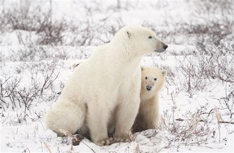 Churchill Tundra Lodge – Polar Bear Images - Churchill Polar Bears