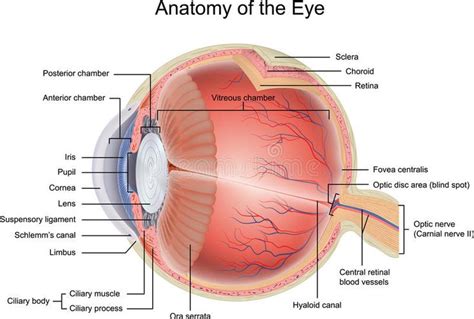 Eyeball Side View Diagram