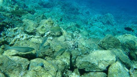 Mugil Cephalus Flathead Grey Mullet And Siganus Rivulatus Rivulated