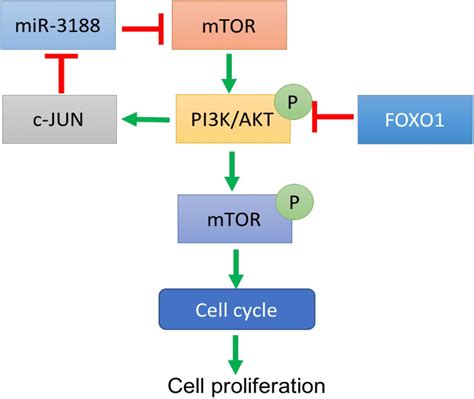 Frontiers Mir 3188 Inhibits Non Small Cell Lung Cancer Cell Proliferation Through Foxo1