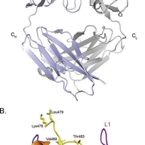 Crystal Structure Of The 14g7 Fab Peptide Complex For Clarity Only