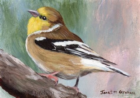 Janet M Graham S Painting Blog American Goldfinch Aceo In Acrylics