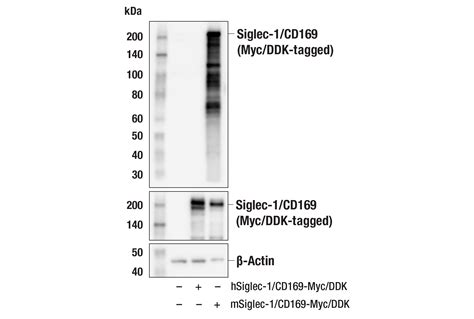 Siglec 1cd169 E1d7g Rabbit Mab Cell Signaling Technology