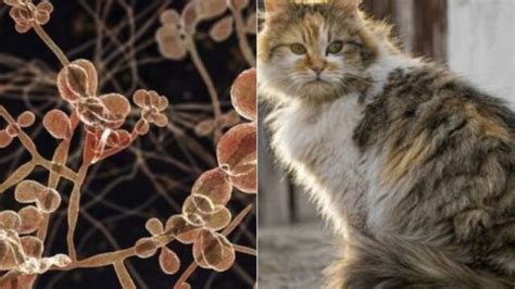 Esporotricosis Es Transmitida Por Gatos Observatorio De Enfermedades