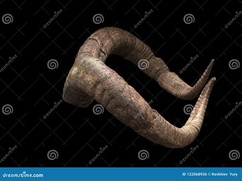 Pair of brown goat horns stock photo. Image of closeup - 122068936