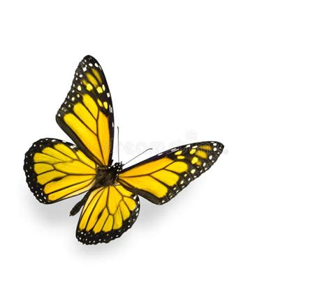 Bright Yellow Butterfly Isolated On White Stock Image Image 12476991