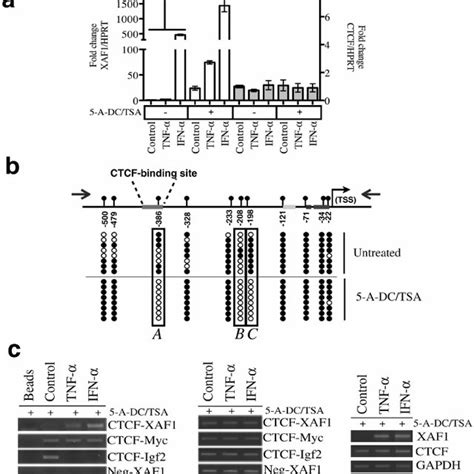 The CTCF Binding Site In The XAF1 Promoter Mediates XAF1 Responsiveness