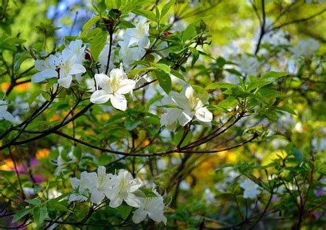 Azalea Rhododendron Flores Foto Gratis En Pixabay